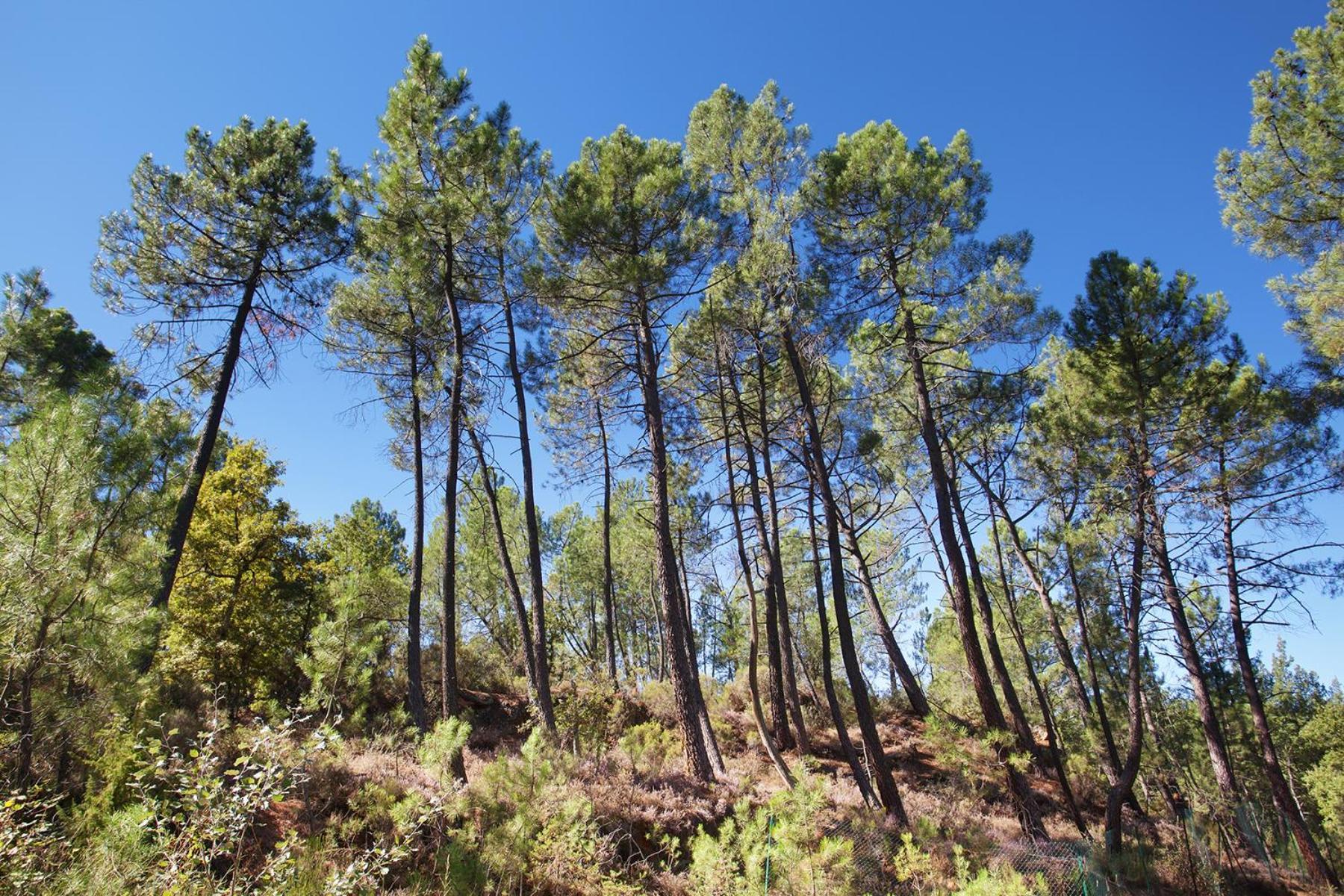فندق Domaine Les Petites Vaines جول الغرفة الصورة