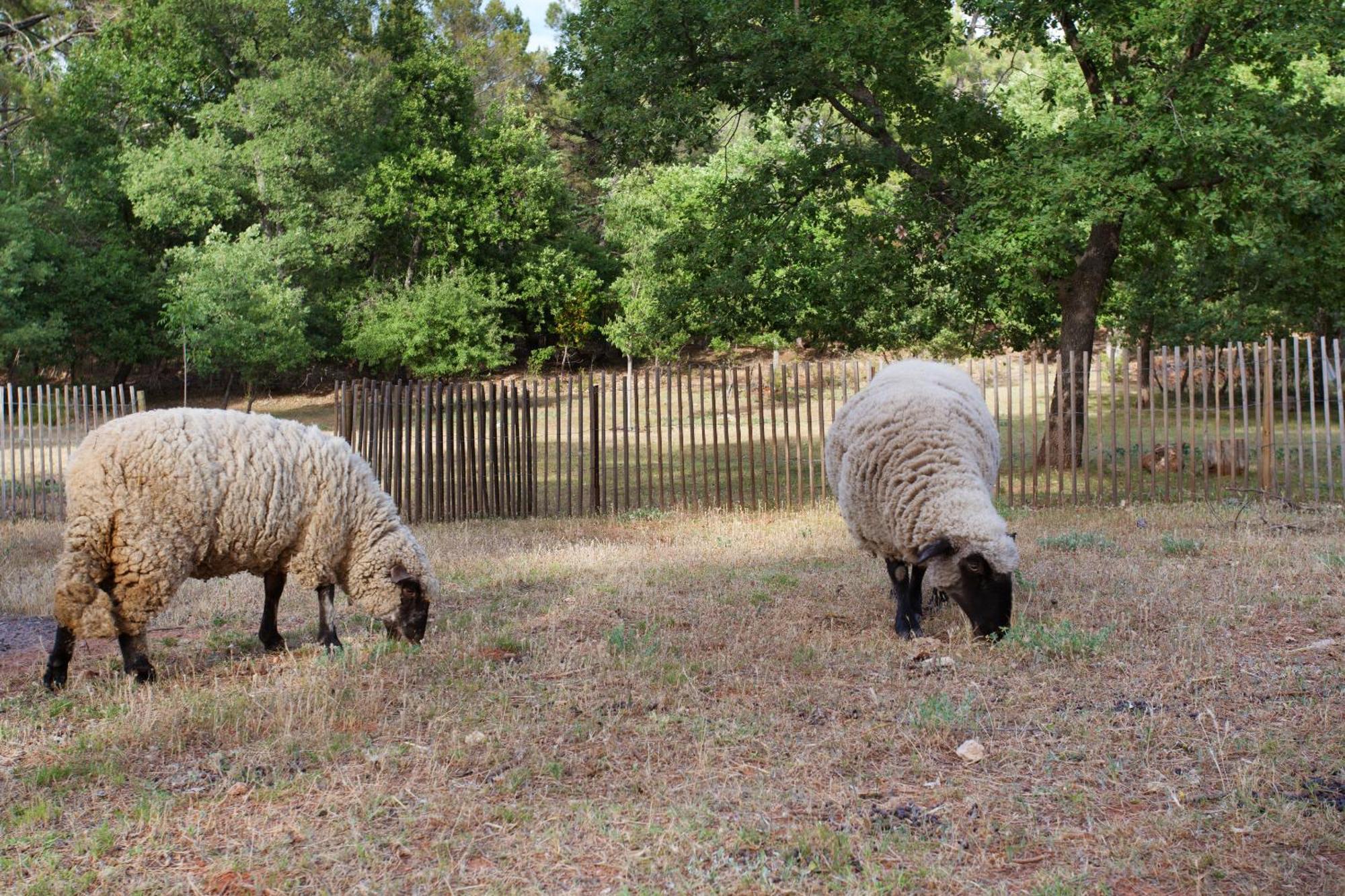 فندق Domaine Les Petites Vaines جول الغرفة الصورة